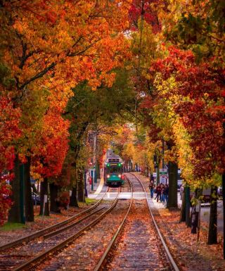 🍂 Brookline in Autumn — A New England Palette 🇺🇸