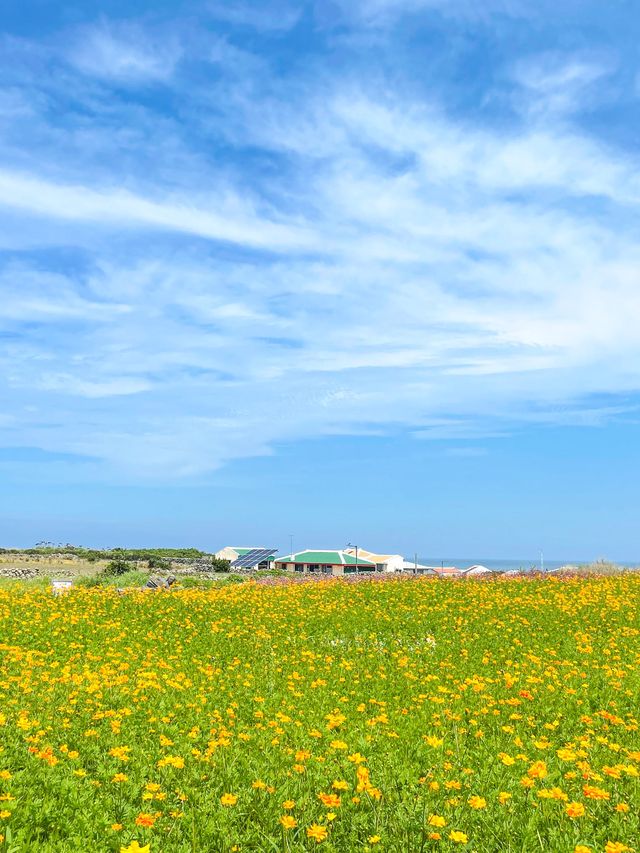 가파도 황화코스모스 명소인거 다 알아주세요🧡
