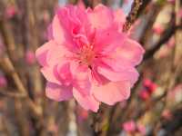 A Serene Morning in Tokyo: Sunrise in Asakusa, Cherry Blossoms, and Breakfast at Starbucks Reserve