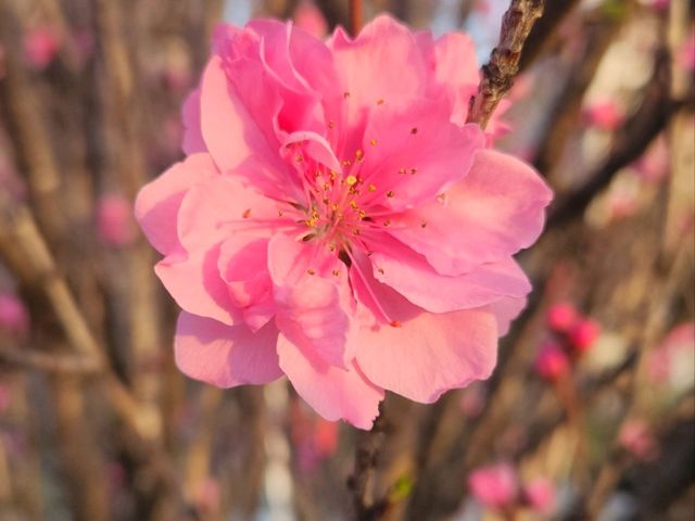 A Serene Morning in Tokyo: Sunrise in Asakusa, Cherry Blossoms, and Breakfast at Starbucks Reserve