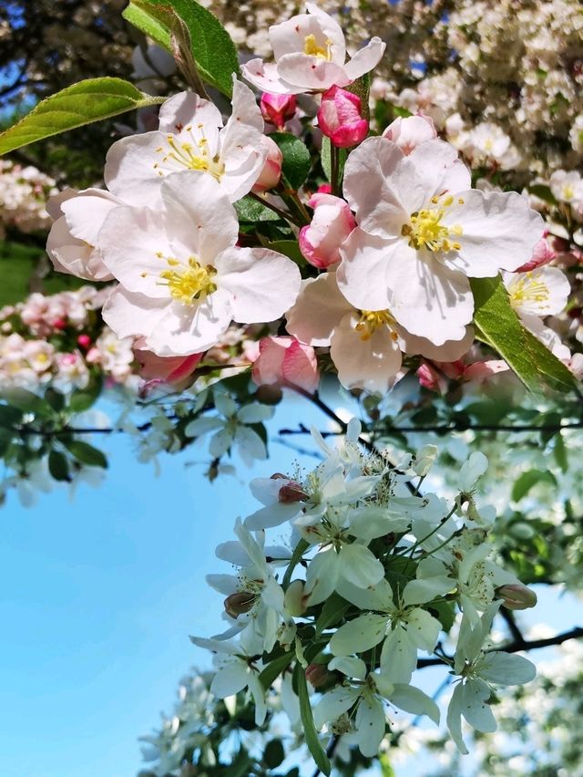 Longenecker horticultural Gardene(朗格內克園藝花園)
