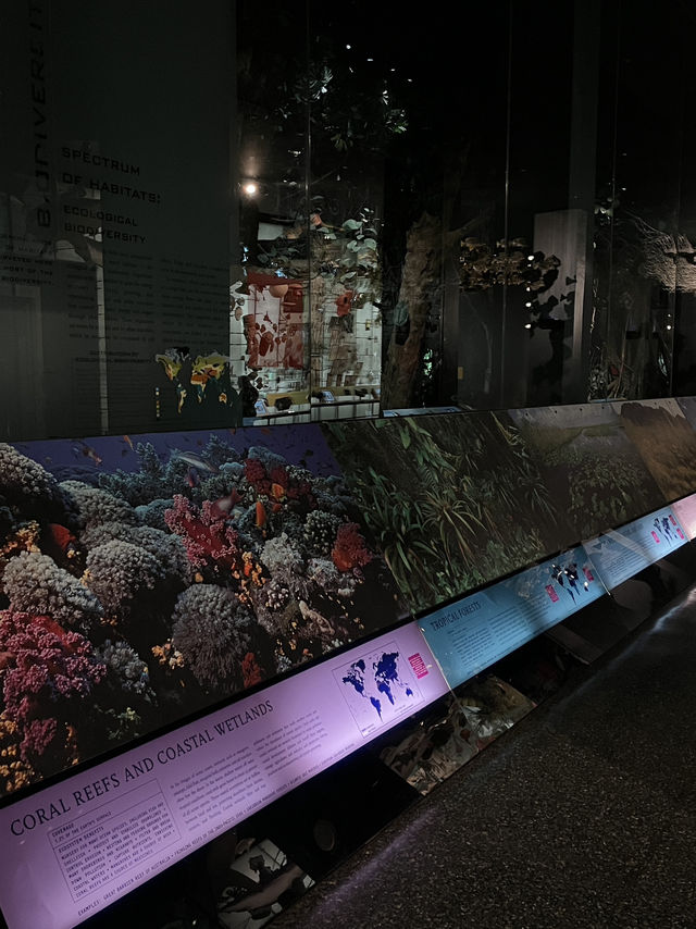 人気映画night museum のロケ地？！アメリカ自然史博物館