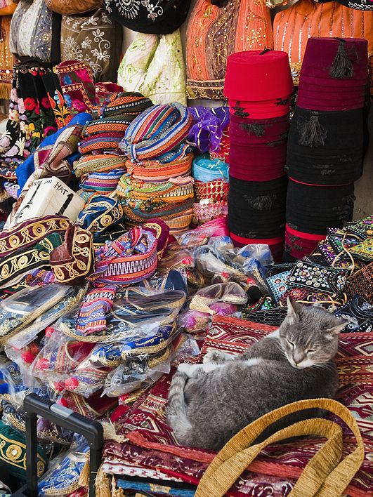 Istanbul Cats Rule the City: 5 Furry Facts You’ll Love 😻