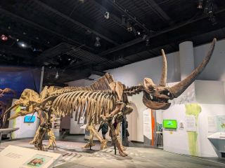 Roar into History at the Dinosaur Museum! 🦖✨  
Step into prehistoric times and come face-to-face with lifelike dino models, interactive fossil exhibits, and fun educational zones perfect for both curious kids and adults. This spot is a must for Jurassic fans and curious minds alike.

🗺️ Recommended Route:  
Start in the main hall with the towering T-Rex skeleton for that “wow” moment (perfect for your first insta snap!). Then follow the chronological gallery route, where each era comes alive with engaging displays and hands-on activities.

📸 Insta-worthy:
Don’t miss posing with the super-sized dino footprints near the entrance—great for playful travel pics. The fossil preparation lab with glass walls also makes for unique behind-the-scenes shots.

✨ Must-Do Experiences:
Join a guided fossil hunt if available, and try your hand at the “touch-and-feel” stations dotted throughout the museum. There’s always a knowledgeable guide ready to answer questions and share dino trivia.

⚡ Visiting Tips:
Arrive early to beat the crowds and get clear photos! Weekday mornings are usually quieter. If you’re with kids, check the schedule for guided children’s workshops—they fill up fast. I found the interactive screens really intuitive—perfect if you’re traveling solo and want to linger.

🚦 Key Precautions:
Watch out for slippery floors around the entrance on rainy days. Food isn’t allowed inside, so fuel up before your visit.

#DinosaurMuseum #PrehistoricAdventure #FamilyFun #MuseumGuide #TravelTips