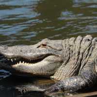 Gatorland Orlando 🇺🇸