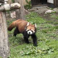 日本最北端的動物園：旭山動物園
