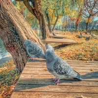 Central Park Simion Bărnuțiu in autumn 🇷🇴