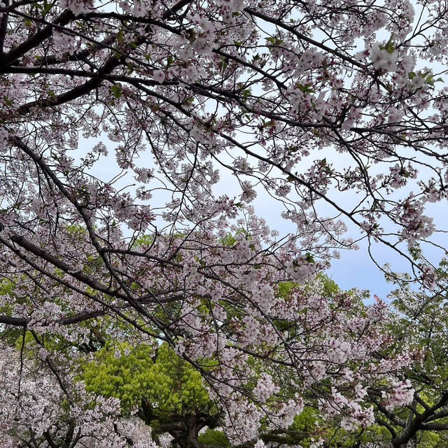 Sakura 🇯🇵