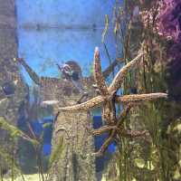 Malta National Aquarium: An Underwater Adventure 🌊🐠
