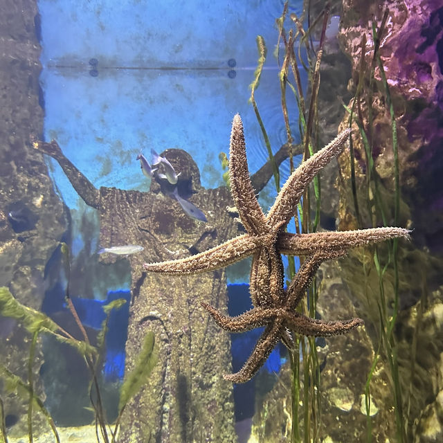 Malta National Aquarium: An Underwater Adventure 🌊🐠