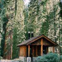 Lost in the giant Sequoia forest 🌳 