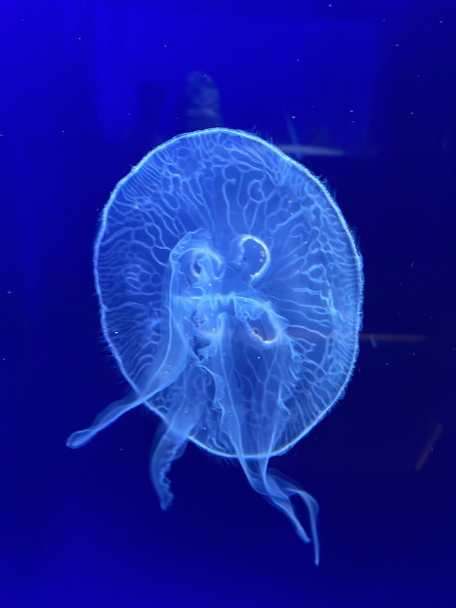 Review on Musée Océanographique, Monaco (Should or should not visit?)