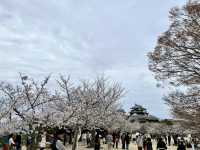See the spectacular Cherry Blossoms @ Matsuyama Castle 