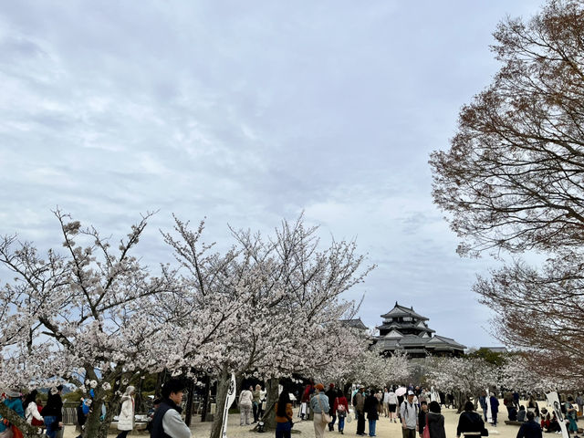 See the spectacular Cherry Blossoms @ Matsuyama Castle 
