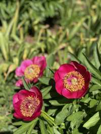 Springtime on Campus: A Serene Surprise