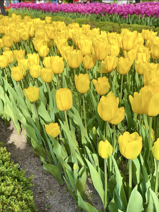Tulip Glow & Hanging Houses Show