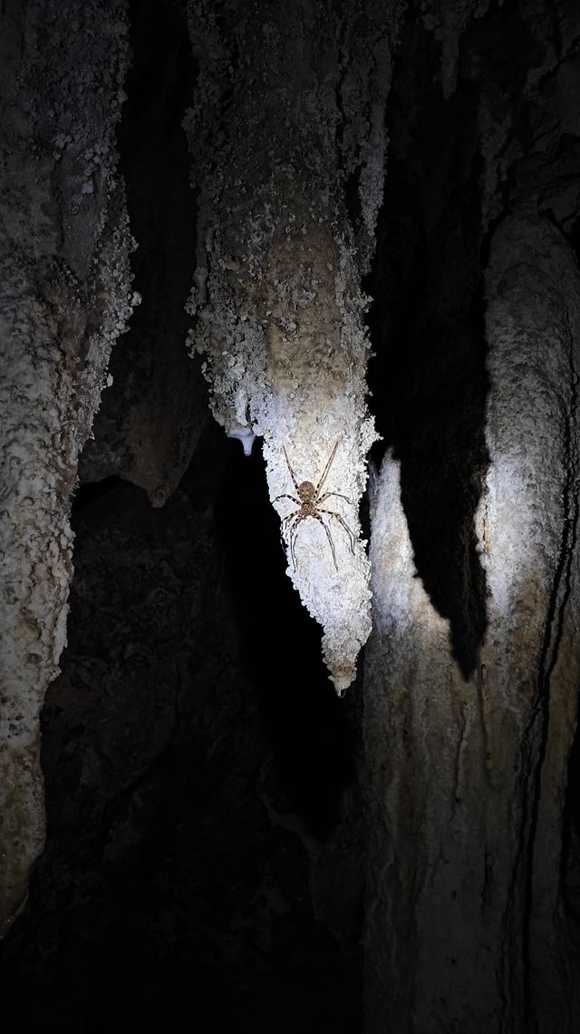 Coral Cave Exploration in Khao Sok – A Hidden Gem Inside the Jungle 🦇🌿