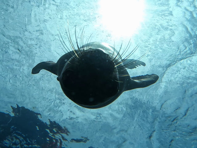 Baja California for Divers – Skip Cabo, Go Deeper 🌊🐠