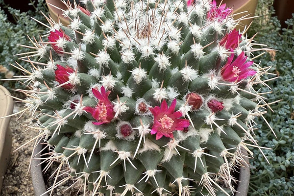 Interactive Learning and Cactus Care | Trip.com Xi'an