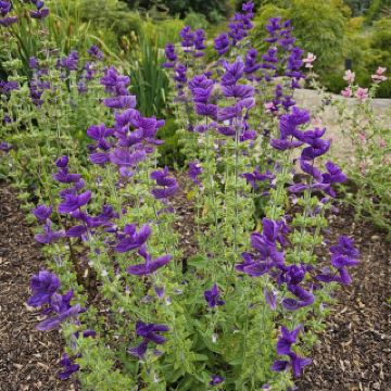 RHS Garden Harlow Carr