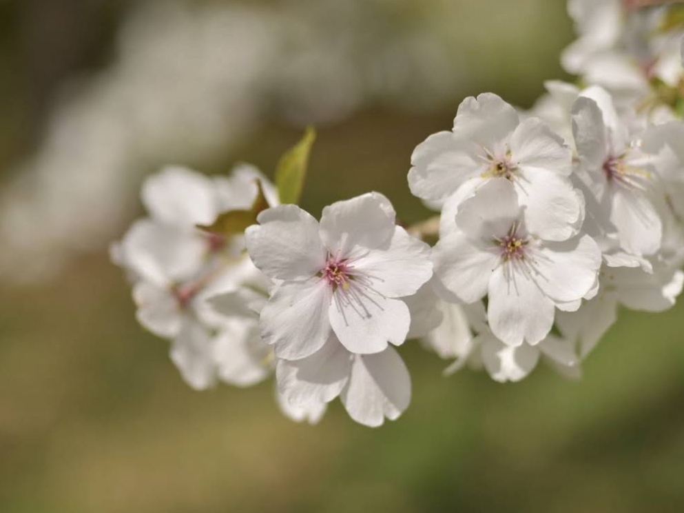 クロード・モネの庭に咲き誇る春の花々。 | Trip.com ジヴェルニー