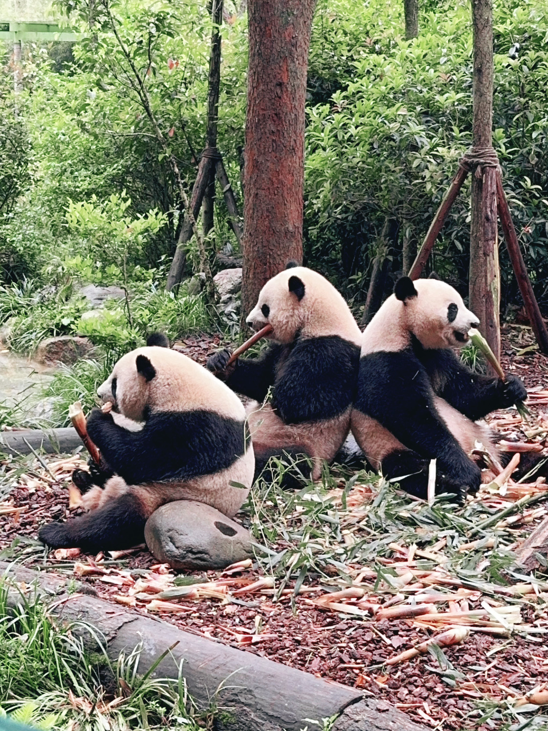 #firsttimermistakes 

🪤Hey there, traveling stars!🇨🇳
When I was planning my trip to see the giant pandas, I noticed that 90% of tourists book the main Chengdu Panda Base in the city center. It is a massive mistake! It is overcrowded, and you only see the backs of people's heads. Instead, I opened up a much better secret: Panda Valley (Dujiangyan). But if you don't know the entry rules, you will get locked out at the gates!The Ticket Trap: You cannot buy physical tickets at the gate anymore. Everything is 100% digital. Tickets cost around $8 USD (55 RMB), but they are strictly capped to protect the environment.The Sold-Out Reality: I quickly learned that morning slots sell out 3–5 days in advance on the local WeChat mini-programs. If you just show up in a taxi without a QR-code reservation, security will turn you away, and you will waste a $30 round-trip ride!The Activity Window: Pandas are highly sensitive to heat. By 10:30 AM, they get lazy, stop moving, and go inside air-conditioned rooms to sleep.

💡 My First-Time Lifehack: Book the 7:30 AM – 12:00 PM morning slot at least a week before you arrive. I recommends passing the turnstiles exactly at 8:00 AM. The air in the valley is crisp, the bamboo is covered in dew, and you will see the pandas actively rolling around, fighting, and crunching on fresh bamboo!
🌟  Book early, beat the heat, and see the pandas when they are actually awake!
📍 Location: Dujiangyan Panda Valley (都江堰熊猫谷)
🗺️ Address: Baima Avenue, Yutang Town, Dujiangyan, Chengdu, Sichuan, China 

#pandavalley #chinatraveltips #travelsmart