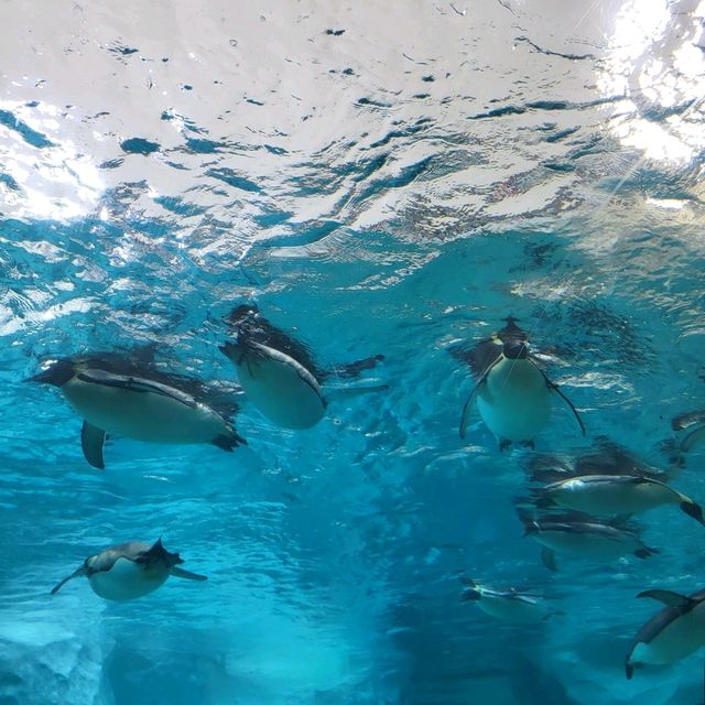 珠海長隆必到的主題樂園