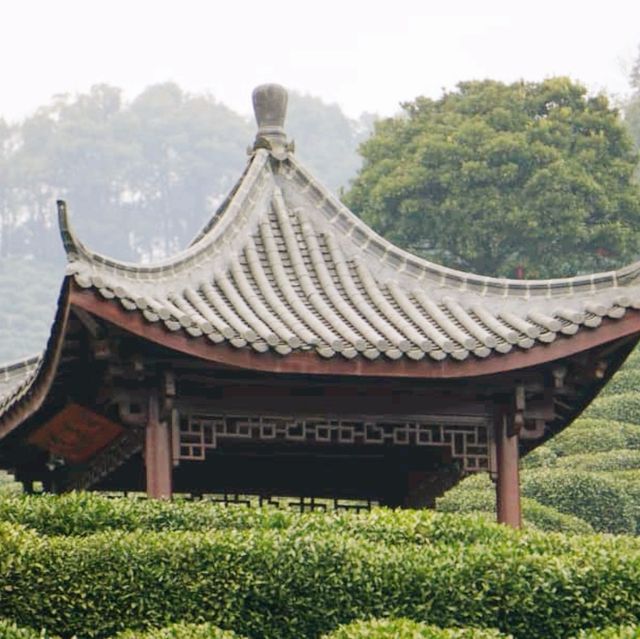 Relaxing Greens at Longjing Village