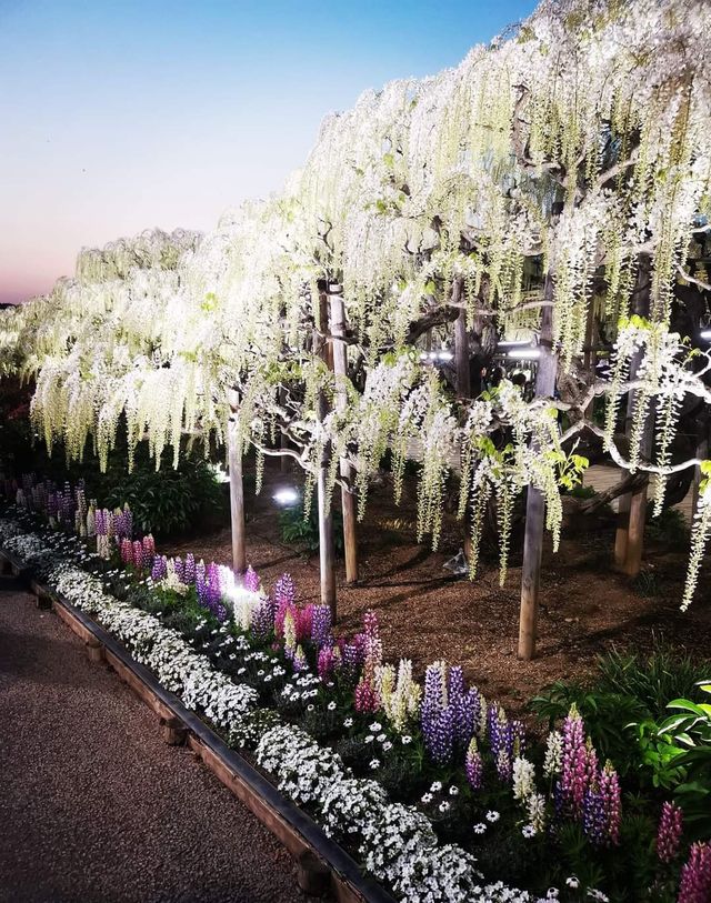 One of Japan's famous flower viewing spots | Ashikaga Flower Park