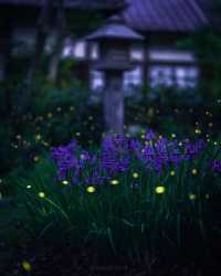 Fun fact: Fireflies in Japan
