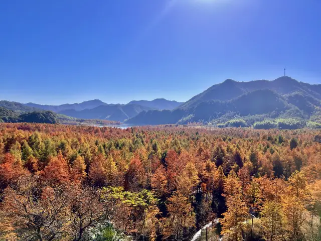 Best viewing period for November Bald Cypress｜A must-visit on the Wannan Sichuan-Tibet Line