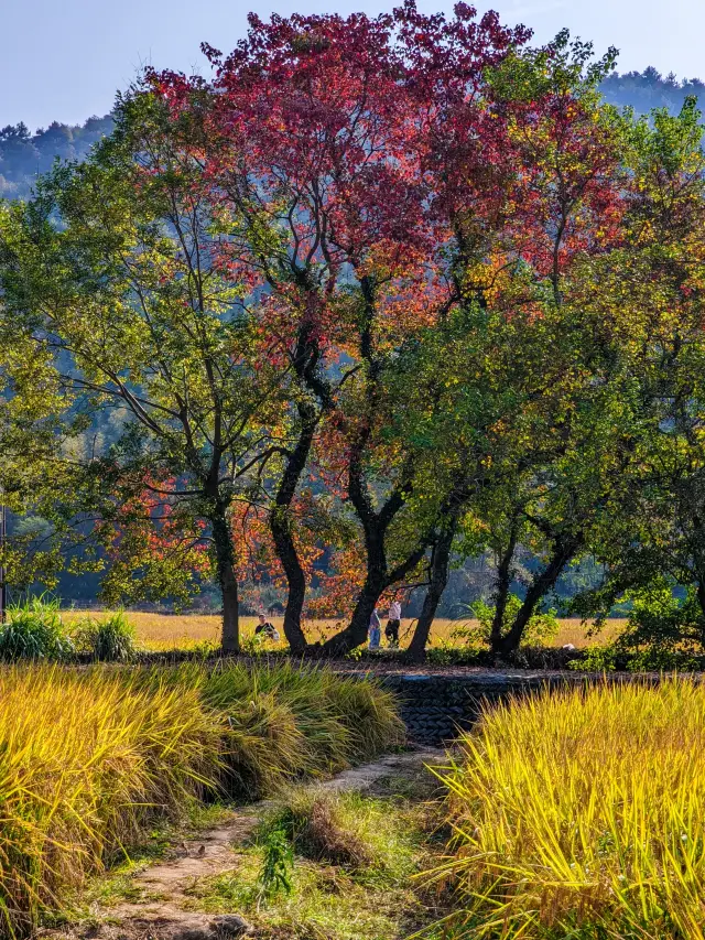 塔川最美的風景在路途中