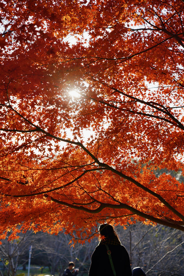 不是京都！是南京！美到窒息的紅楓