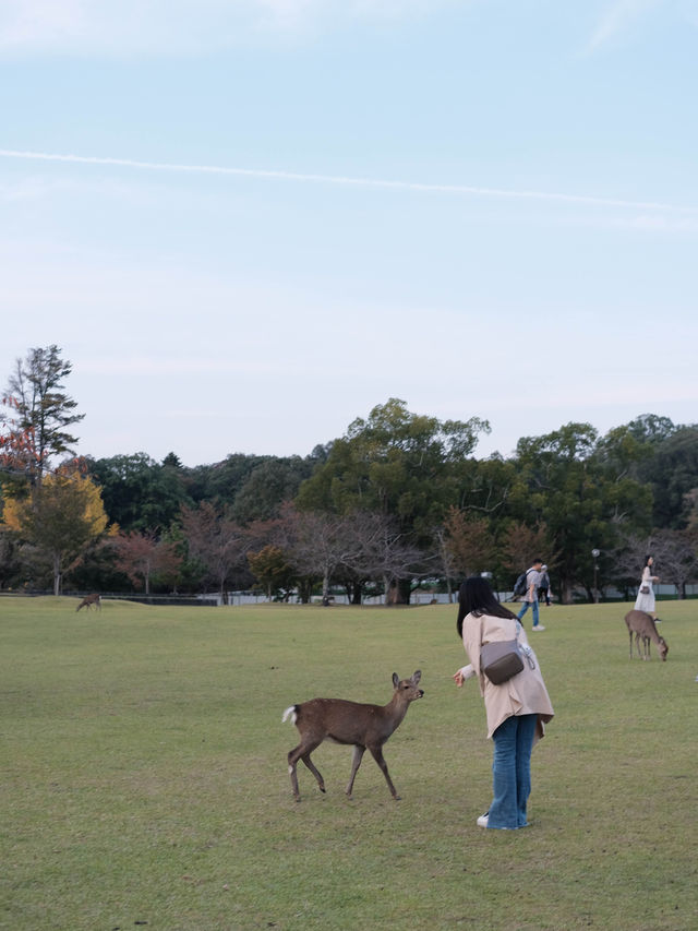 Feed Japan‘s Famous Deer