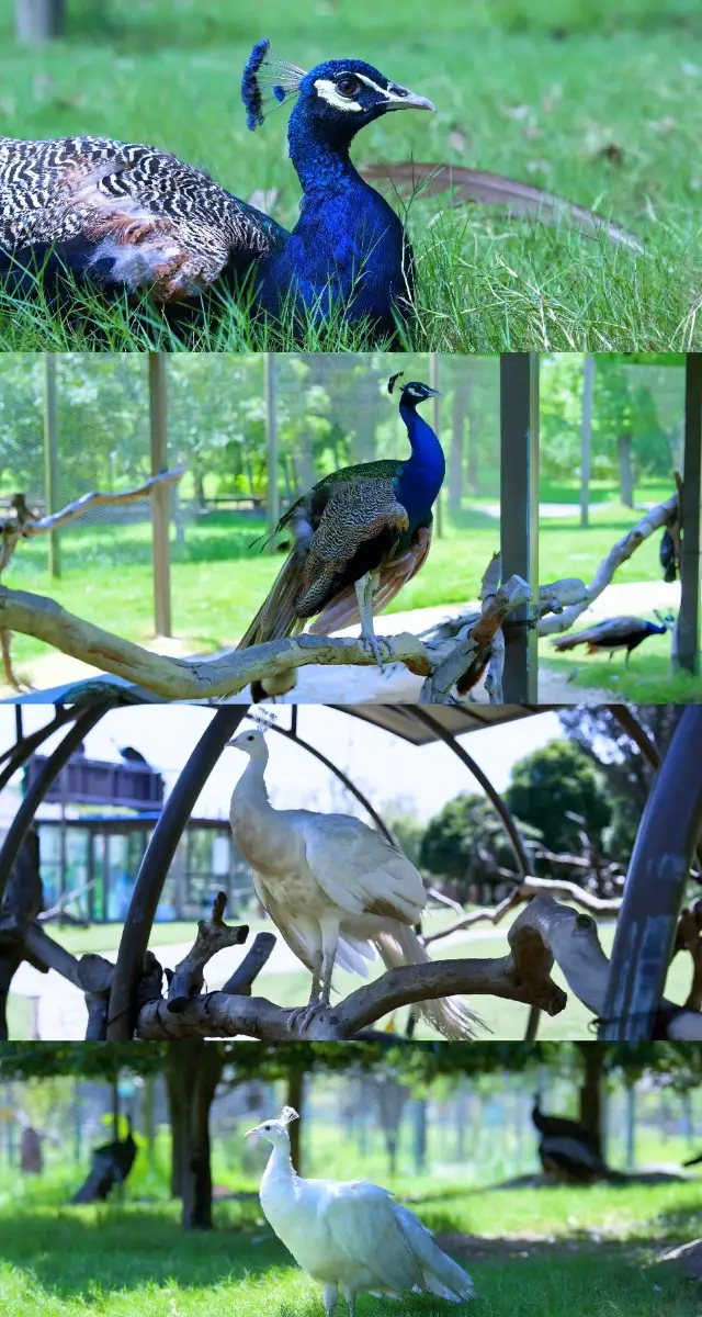 江蘇浙江上海動物園天花板--南通森林野生動物園