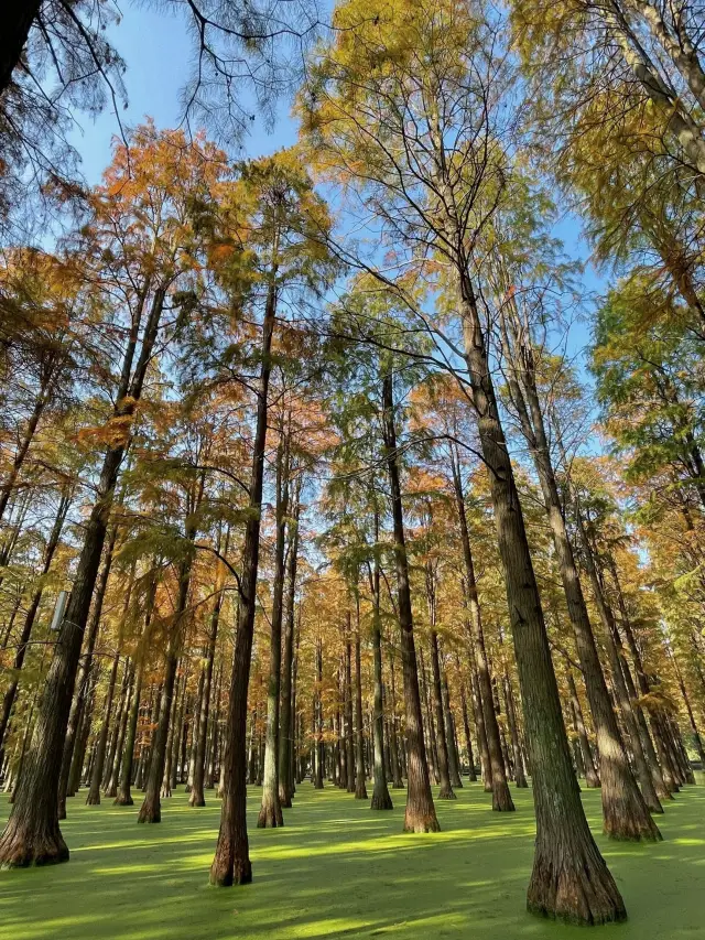 Fairy Tale Autumn - The matcha green and feather cedar red of Luyang Lake