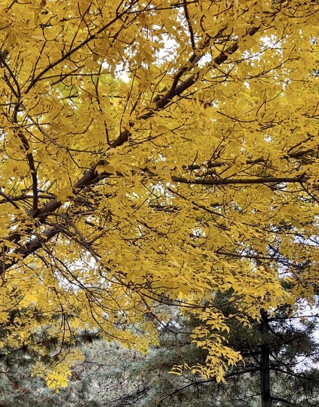 太原的秋天很美||銀杏 都黃了！金燦燦一片！