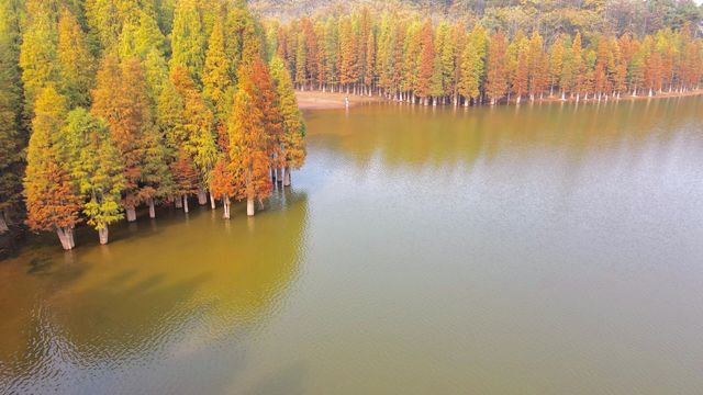 南昌紅水杉天花板！ 藏在這7個小眾賞秋地！