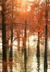 快去冬日的青山湖，水杉紅透！