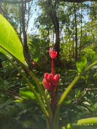 西雙版納中科院植物園，告莊出發攻略