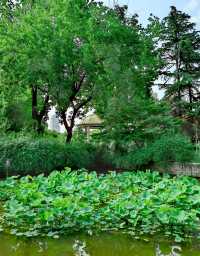 上海|復興公園，初夏的荷塘