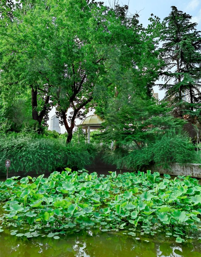 上海|復興公園，初夏的荷塘