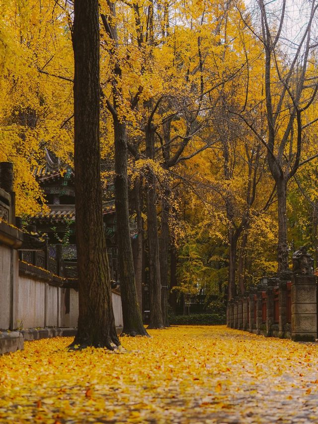 秋日citywalk地圖|銀杏觀景大道 成都到深秋,蕞精彩的應該是銀杏 秋日citywalk地圖|銀杏觀景大道 成都到深秋,蕞精彩的應該是銀杏