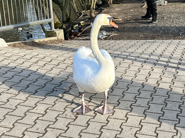 春天來到尼達公園了