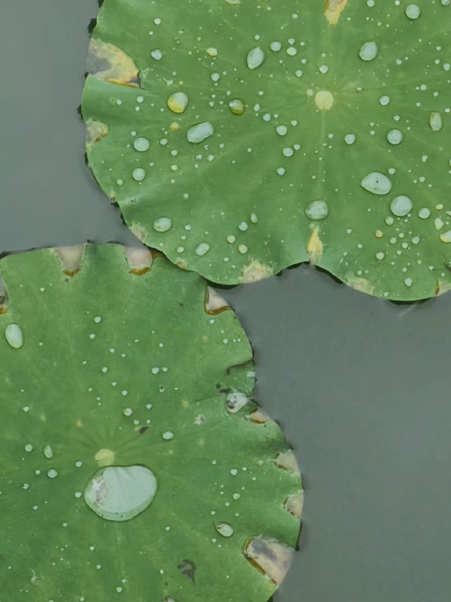 冬季戶外·自由之光·黃興公園