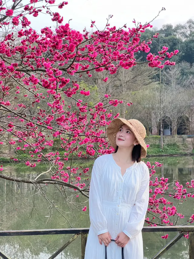 Cherry blossom viewing should be done early, and the cherry blossom sea in Qingyuan has already bloomed