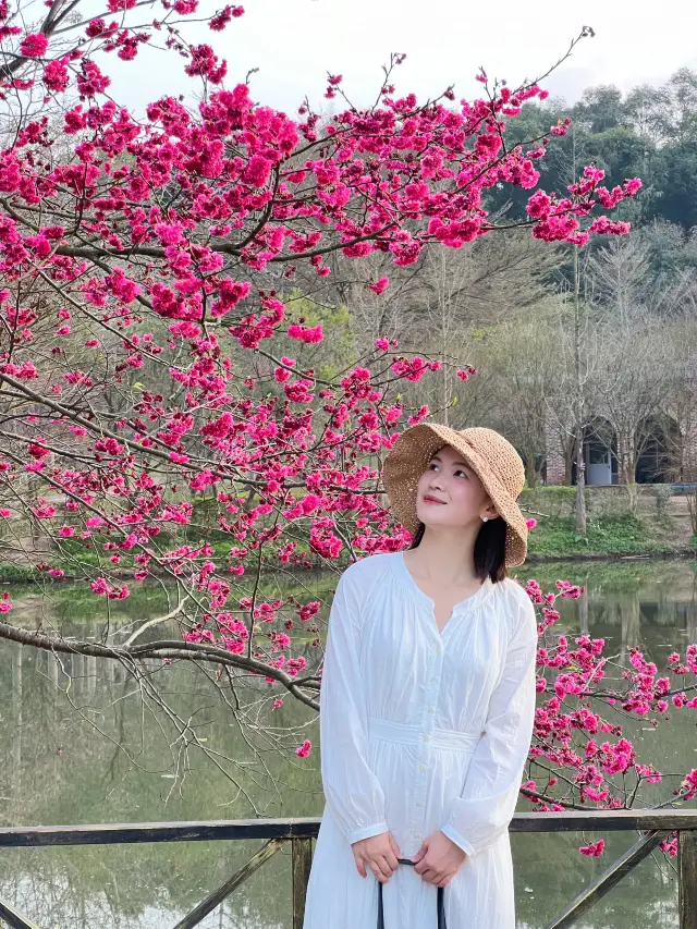 早く桜を楽しむべきです、清遠のこの桜の海はすでに満開です