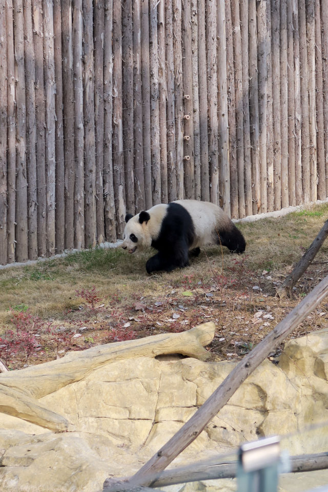 成都大熊貓拍照糯米團子好可愛……