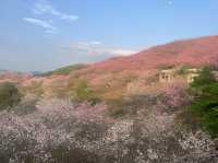 中國：世界三大賞櫻聖地我已經在福建預約了櫻花盛宴