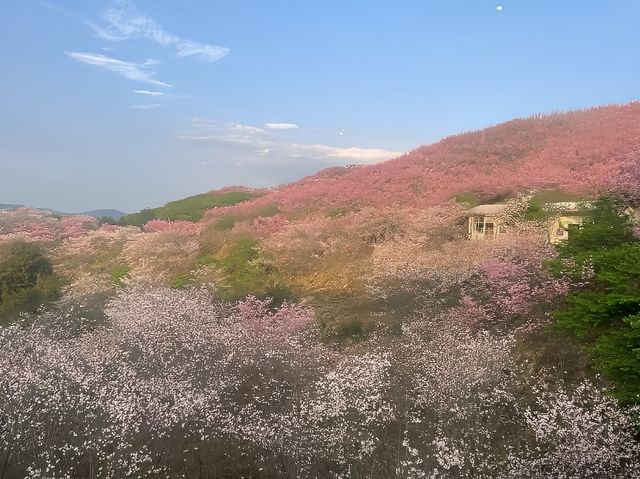 中國：世界三大賞櫻聖地我已經在福建預約了櫻花盛宴